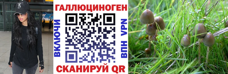 гидра ссылка  Оса  Псилоцибиновые грибы мицелий 